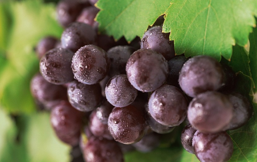 “葡萄美酒夜光杯”，敦煌陽關(guān)葡萄最甜美