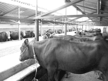 產(chǎn)業(yè)發(fā)展看平?jīng)觥捌經(jīng)黾t?！眽?nèi)開(kāi)花墻外紅