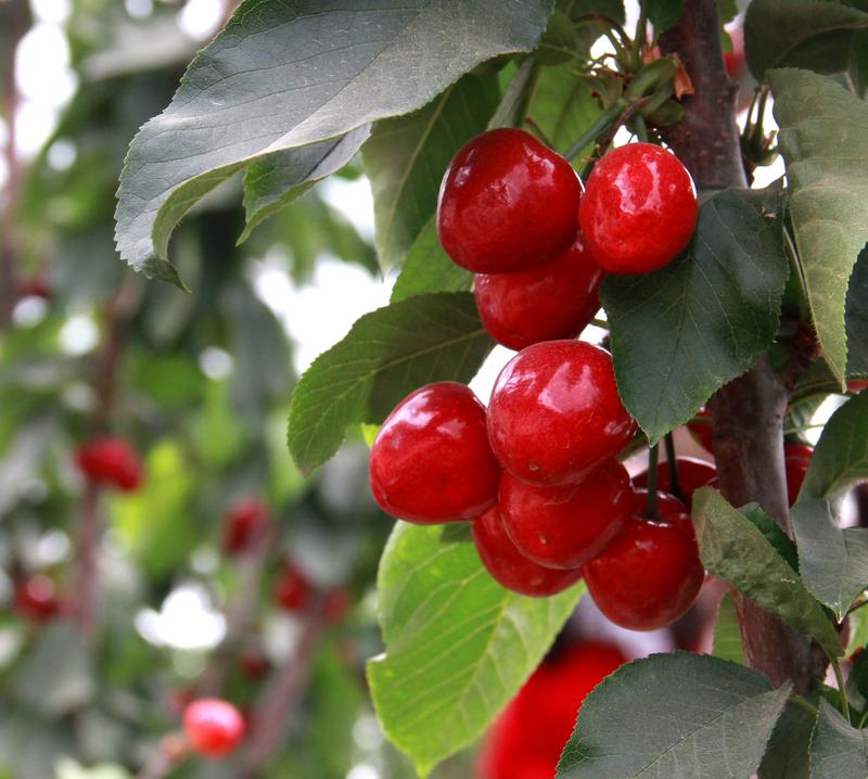 趕緊約起來(lái)！民勤紅旗谷櫻桃采摘園開(kāi)園啦！