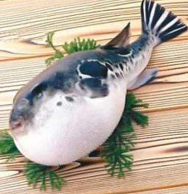 蘭州市市場監(jiān)督管理局發(fā)布通告禁止違法加工、經(jīng)營河豚魚