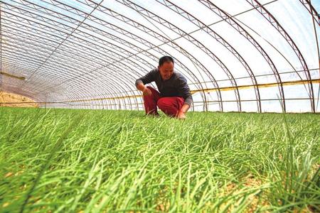 武威：著力做好農業(yè)產業(yè)發(fā)展大文章 ——武威市建設沿山沿川沿沙“三大特色產業(yè)帶”發(fā)展牛羊雞菜果菌薯藥“八大產業(yè)”綜述