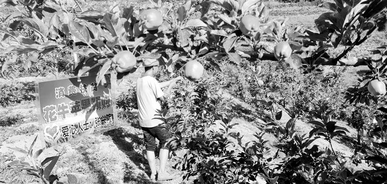 “于堡村果園”開(kāi)張記——認(rèn)購(gòu)“一棵樹(shù)”，結(jié)出“致富果”