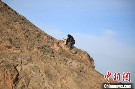 圖為敦煌“80后”畫家張杰龍?jiān)诙鼗腿Ｉ嚼锊杉V石顏料。(資料圖)受訪者供圖