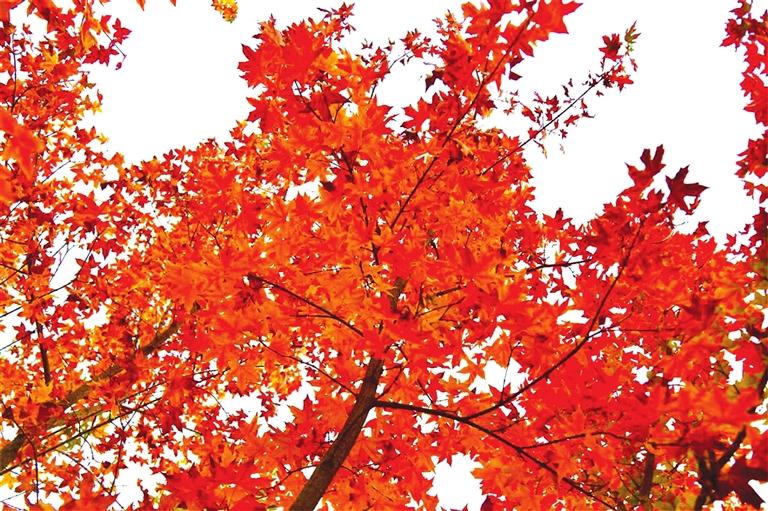 出彩啦！蘭州高校秋景驚艷來襲，快到秋日調(diào)色盤里pick你的母校