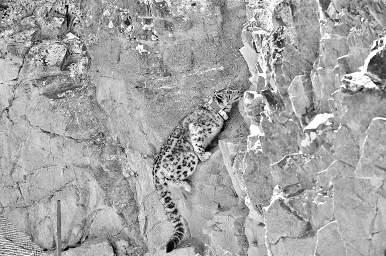 首例！肅北鹽池灣保護(hù)區(qū)一只雪豹被戴上定位項(xiàng)圈