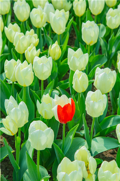 花叢中，別具一格。羅云希 攝