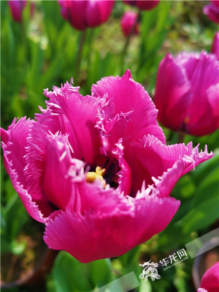 特色郁金香品種，花邊呈鋸齒狀。華龍網(wǎng)—新重慶客戶端記者 舒婷 攝