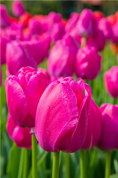 郁金香嬌艷欲滴。羅云希 攝