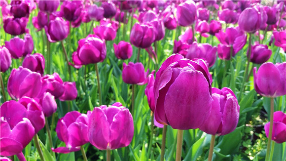 紫色郁金香。華龍網(wǎng)—新重慶客戶端袁舒含 攝