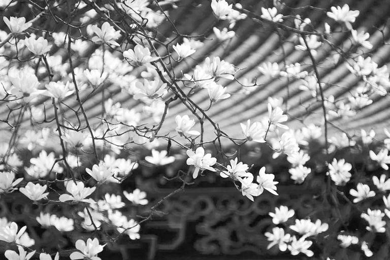 天水雙玉蘭堂，吟杜甫詩 煎泉水茶 賞白石書法