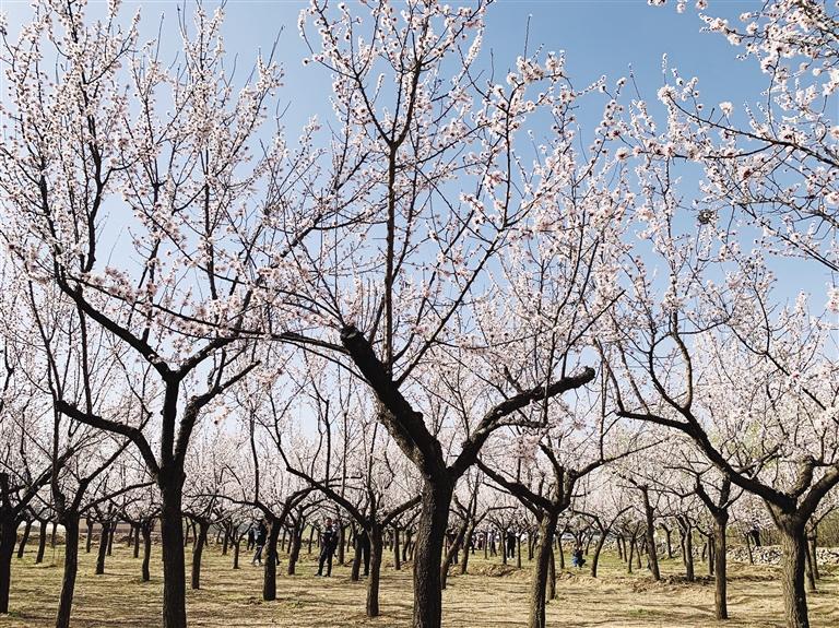 唐汪川的杏花開(kāi)了！周邊游再添好去處