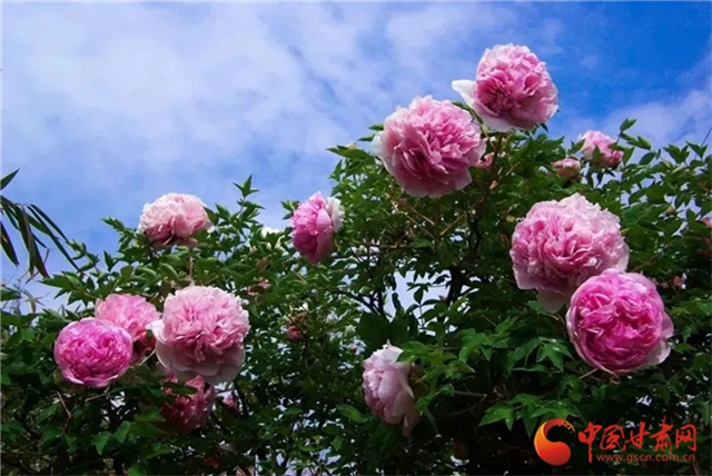 【五一游甘肅】暢游“臨洮縣紫斑牡丹文化旅游節(jié)”，這份攻略請(qǐng)收下！