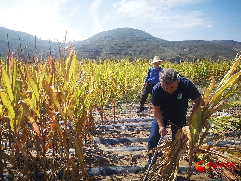 【慶豐收 感黨恩】定西安定：劉鴻奎的豐收節(jié)！