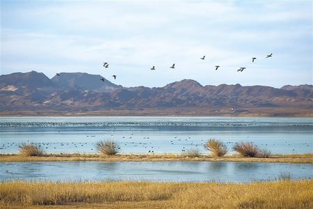 武威市民勤縣石羊河國(guó)家濕地公園群鳥(niǎo)翔集