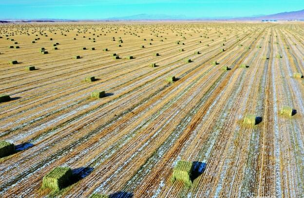 【“飛閱”中國(guó)】瞰！山丹馬場(chǎng)撒“青豆”