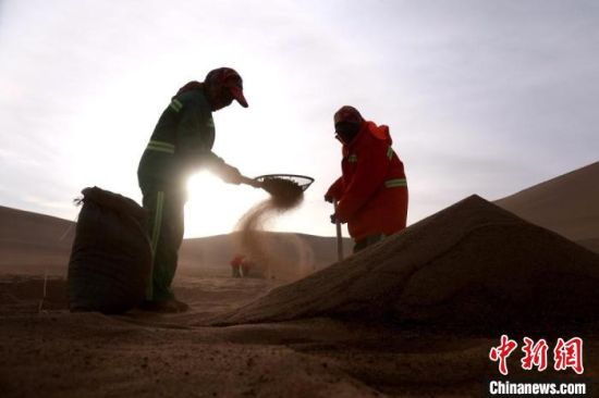 圖為“駱駝保姆”用土方法清理駝糞?！垥粤?攝