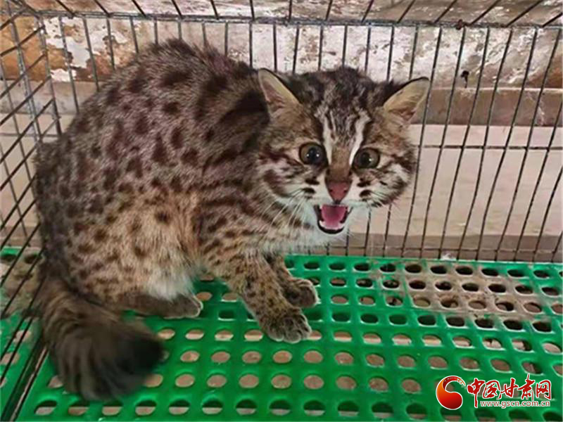 甘肅靈臺警方成功救助一只國家二級重點保護(hù)野生動物豹貓