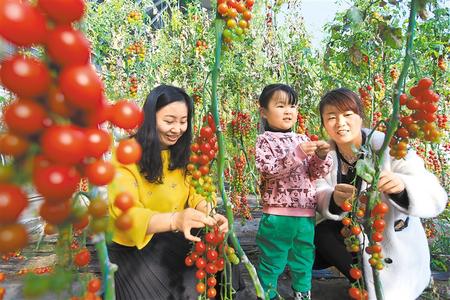 酒泉市肅州區(qū)東洞戈壁產(chǎn)業(yè)園里的圣女果、人參果陸續(xù)成熟上市