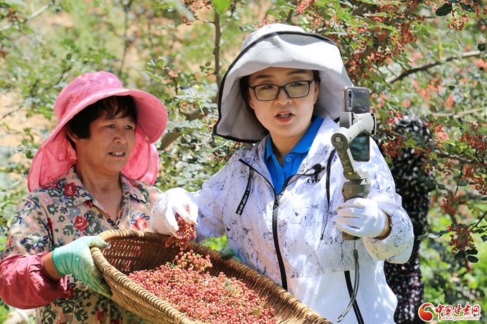 【小康路上看老鄉(xiāng)】從原產地直供餐桌的武都花椒