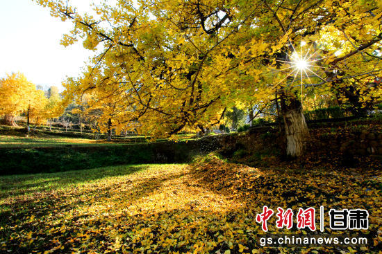 隴南徽縣銀杏樹(shù)最美的時(shí)候，當(dāng)屬每年的10月至11月。圖為樹(shù)葉已染黃的銀杏樹(shù)。張承榮 攝