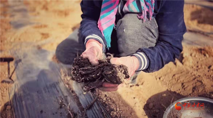 【隴拍客】好消息！榆中縣馬坡鄉(xiāng)在高海拔的馬銜山山麓種植1500畝當(dāng)歸