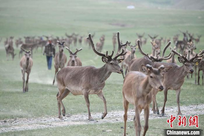 圖為肅南縣馬鹿養(yǎng)殖場內(nèi)的鹿群。　楊艷敏 攝