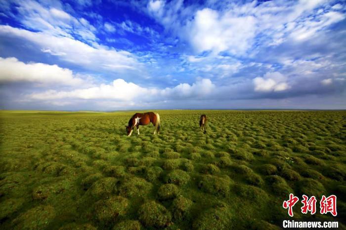 圖為甘肅甘南藏族自治州草原風(fēng)光。(資料圖) 艾慶龍 　攝