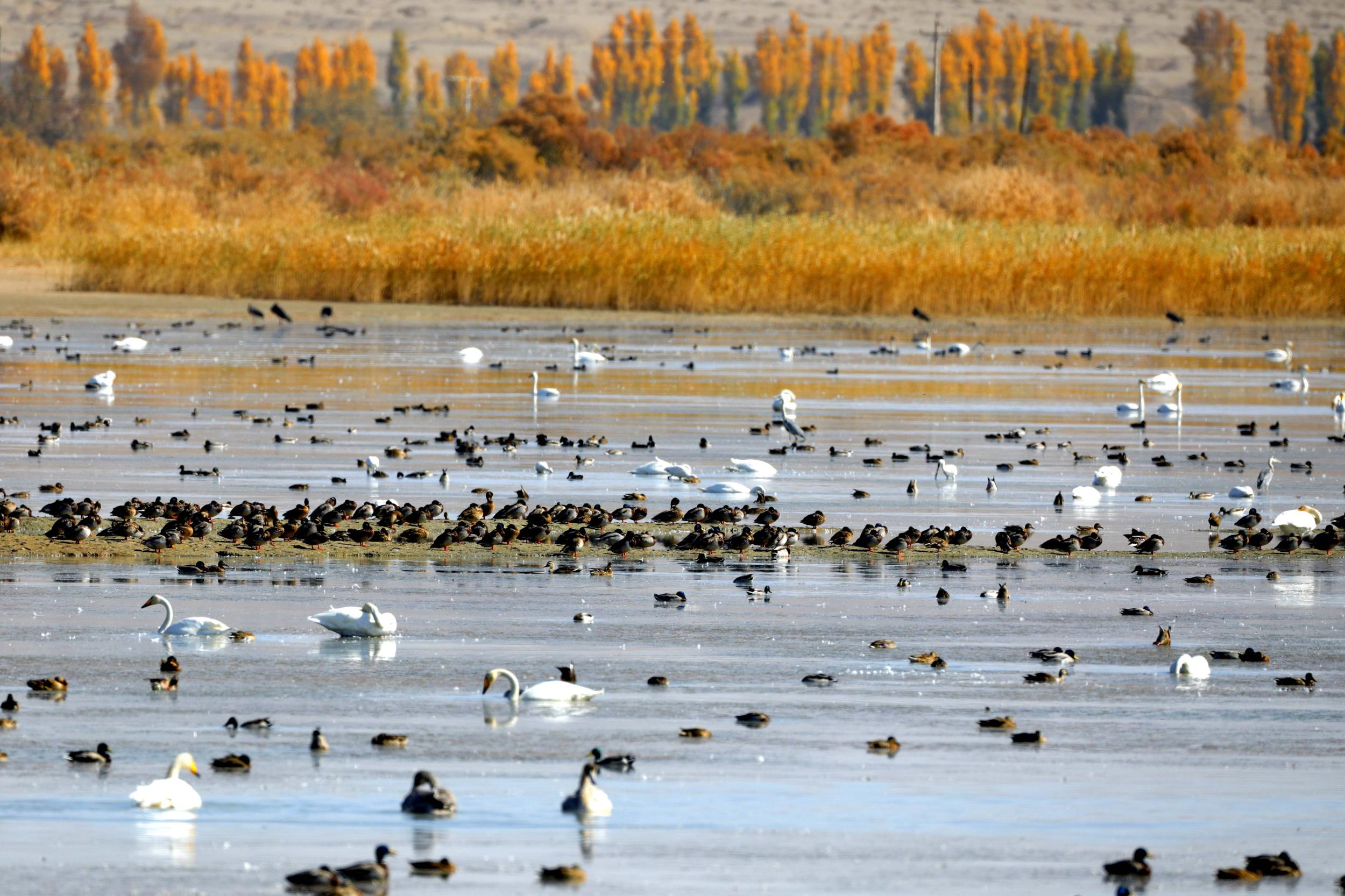 天鵝飛抵高臺(tái)縣黑河濕地嬉戲覓食、棲息越冬。尹昭霞攝