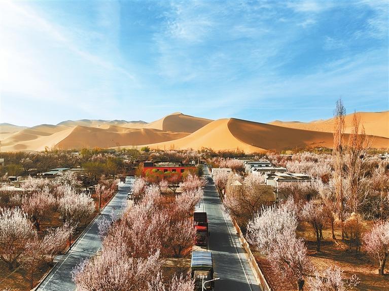 近日，敦煌鳴沙山下的李廣杏杏花陸續(xù)開放，美如畫卷。新甘肅·甘肅日?qǐng)?bào)通訊員　張曉亮