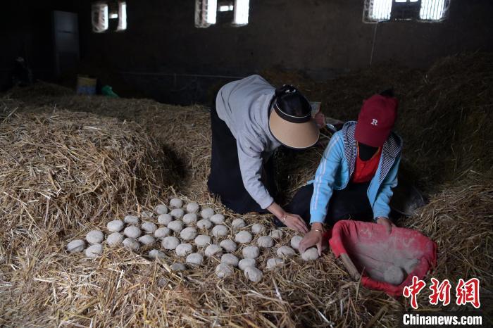 酒曲成型之后入曲房，入室之前要灑水，再鋪青稞草，防止曲塊的水分被吸走，曲房內有通風道、窗戶、暖氣、電熱爐等各種控制曲房溫度的設備。圖為5月10日，工作人員將成型的曲塊搬運到曲房。九美旦增　攝
