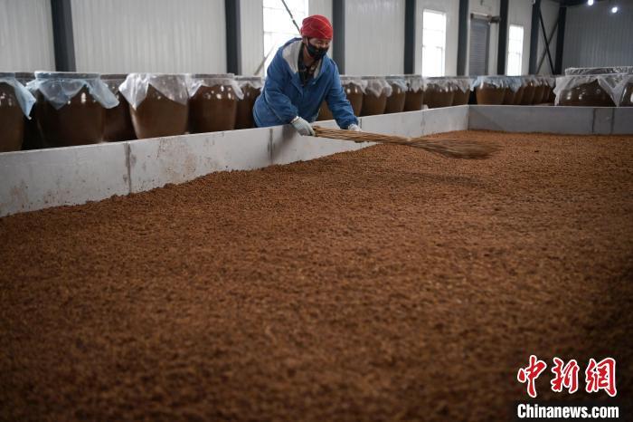 圖為5月10日，工作人員整理鋪撒的酒醅。九美旦增　攝