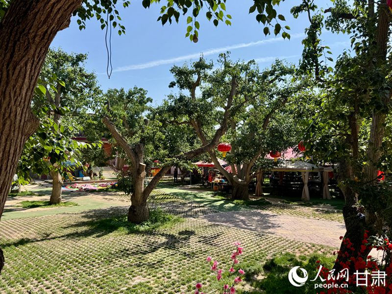 什川古梨園。人民網(wǎng)記者 焦隆攝