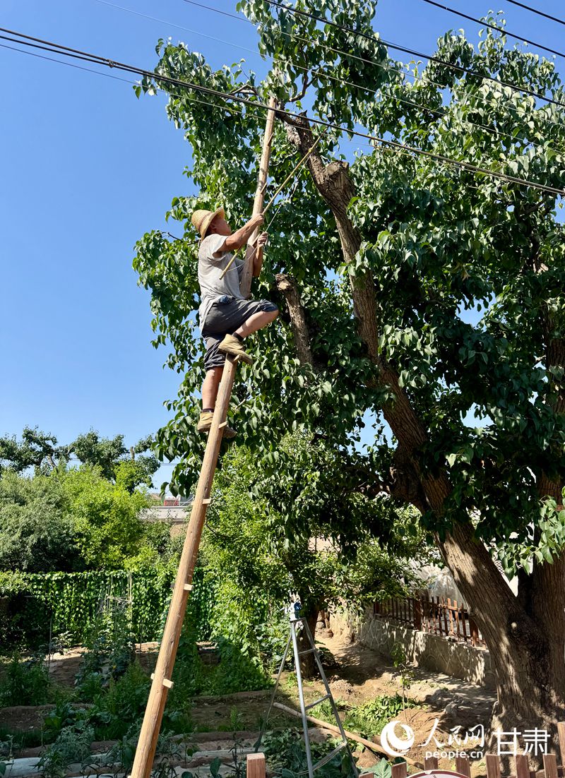 什川古梨園果農(nóng)魏至玉正踩著蜈蚣梯修剪自家的百年梨樹。人民網(wǎng)記者 焦隆攝