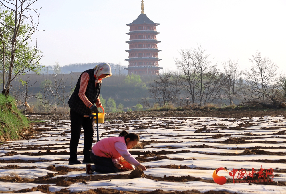 華亭：鳳儀寶塔花滿廊 蔣家塬上春耕忙