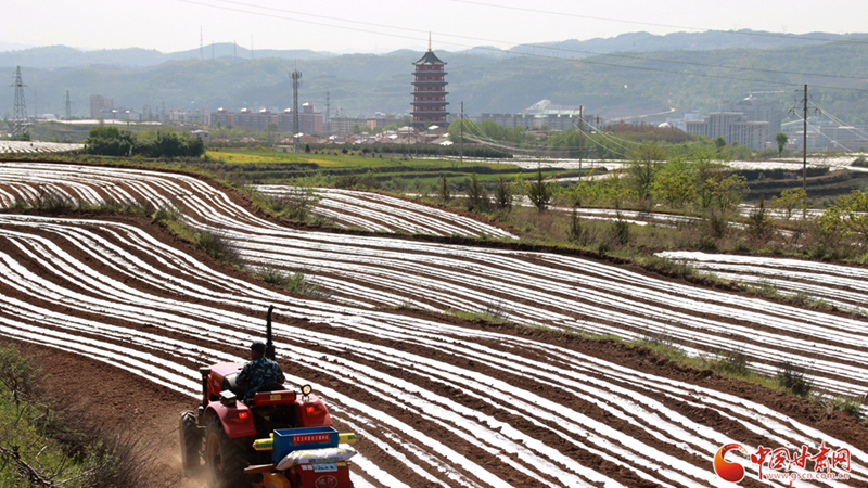 春動(dòng)隴原丨華亭：鳳儀寶塔花滿廊 蔣家塬上春耕忙